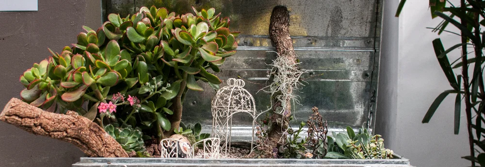 Miniatur Garten mit Sukkulenten